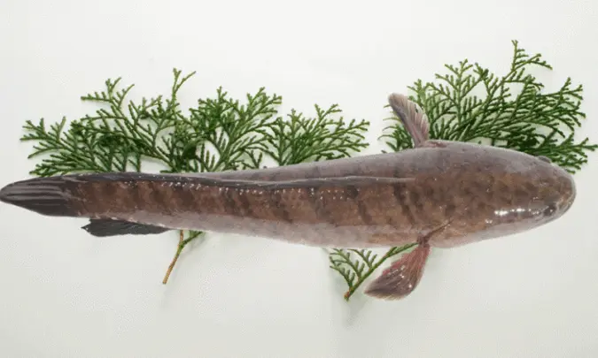Cá lóc – Thức ăn dưỡng sinh trong mùa nóng